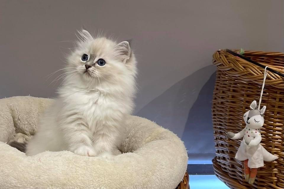 Ragdoll kittens for sale near best sale me cheap